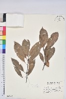 捲斗櫟藏品圖，第1張