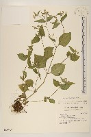 粗毛小米菊藏品圖，第1張