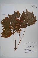 裂葉秋海棠藏品圖，第1張