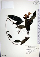 角桐草、台灣半蒴苣苔藏品圖，第1張