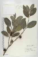 黃心柿藏品圖，第1張