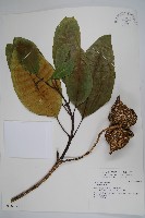 蟾蜍樹藏品圖，第1張