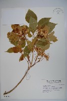 加羅里魚木藏品圖，第1張