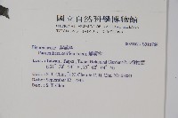 蠟燭木藏品圖，第2張