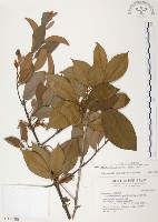 杜鵑桑寄生藏品圖，第1張