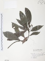 九節木、牛屎烏、青龍吐霧藏品圖，第1張