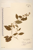 過山龍藏品圖，第1張