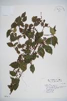 呂宋莢迷藏品圖，第1張