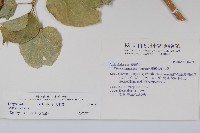 華他卡藤藏品圖，第2張