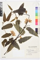 亨利氏鐵線蓮藏品圖，第1張