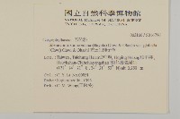 禿玉山蠅子草藏品圖，第2張