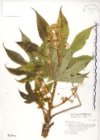 臺灣八角金盤藏品圖，第1張