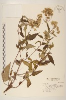 臺灣澤蘭藏品圖，第1張