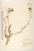 玉山毛蓮菜藏品圖，第1張