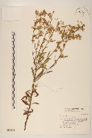 加拿大蓬藏品圖，第1張