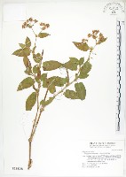 火炭母草、清飯藤藏品圖，第1張