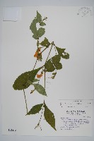 臺灣馬藍藏品圖，第1張