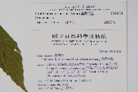 臺灣馬藍藏品圖，第2張