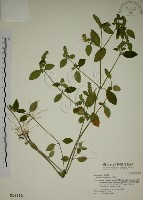 爵床藏品圖，第1張