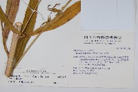 大本山梗菜藏品圖，第2張