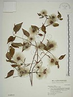 小木通藏品圖，第1張