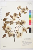 小木通藏品圖，第2張