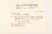 鼠麴草藏品圖，第2張