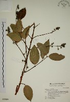大葉溲疏藏品圖，第1張