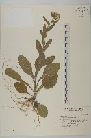 柔毛艾納香藏品圖，第1張