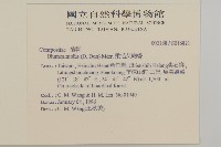 柔毛艾納香藏品圖，第2張