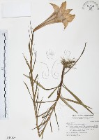 臺灣百合藏品圖，第1張