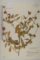 黃金珠藏品圖，第1張