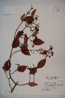 臺灣莢迷藏品圖，第1張