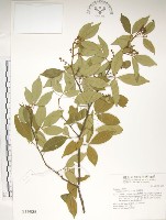 飛龍掌血藏品圖，第1張