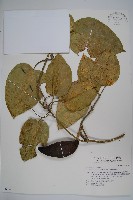 臺灣牛嬭菜藏品圖，第1張