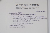 臺灣牛嬭菜藏品圖，第2張