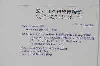 刺莧藏品圖，第2張