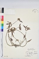 白苞猩猩草藏品圖，第1張