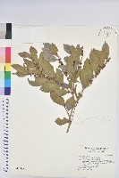 細葉饅頭果藏品圖，第1張