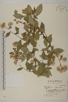 大頭艾納香藏品圖，第1張