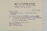 大頭艾納香藏品圖，第2張