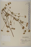 地膽草、毛蓮菜藏品圖，第1張