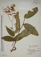 臺灣油點草藏品圖，第1張