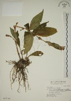 臺灣油點草藏品圖，第1張