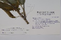 冇骨消藏品圖，第2張