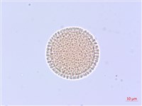 白花瑞香藏品圖，第2張