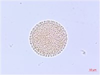 白花瑞香藏品圖，第3張