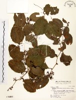 糙莖菝契藏品圖，第1張