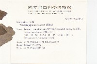 黃鵪菜藏品圖，第2張