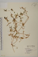 狗筋蔓藏品圖，第1張